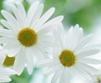 Feverfew extract Feverfew extract