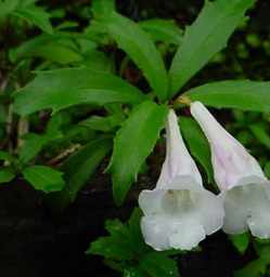 Fewflower Lysionotus Herb Extract Fewflower Lysionotus Herb Extract
