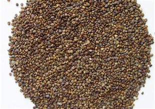 Flatstem Milkvetch Seed Extract Flatstem Milkvetch Seed Extract