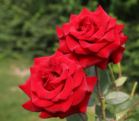 Flos Rosae Chinensis Extract Flos Rosae Chinensis Extract