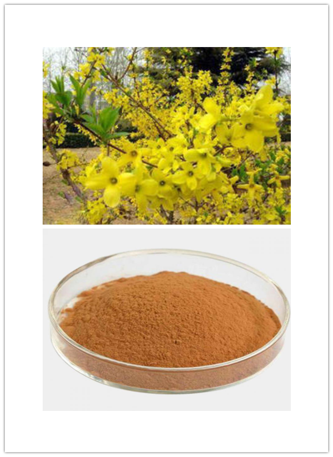 Forsythia Extract Forsythia Extract