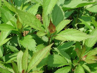 Fortutle Eupatorium Extract Fortutle Eupatorium Extract