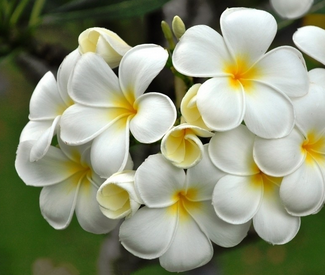 Frangipani Extract Frangipani Extract