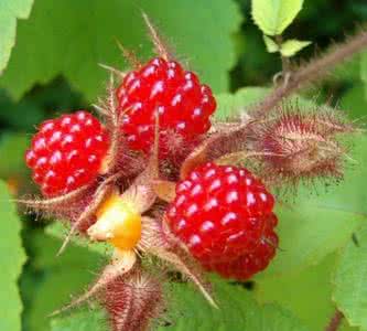 Fructus Rubi Root Extract Fructus Rubi Root Extract
