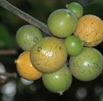Garcinia Combogia Extract Garcinia Combogia Extract