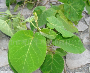 Glaucescent Fissistigma Root Extract Glaucescent Fissistigma Root Extract