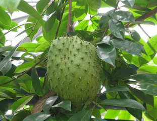 Guanabana pulp extract Guanabana pulp extract