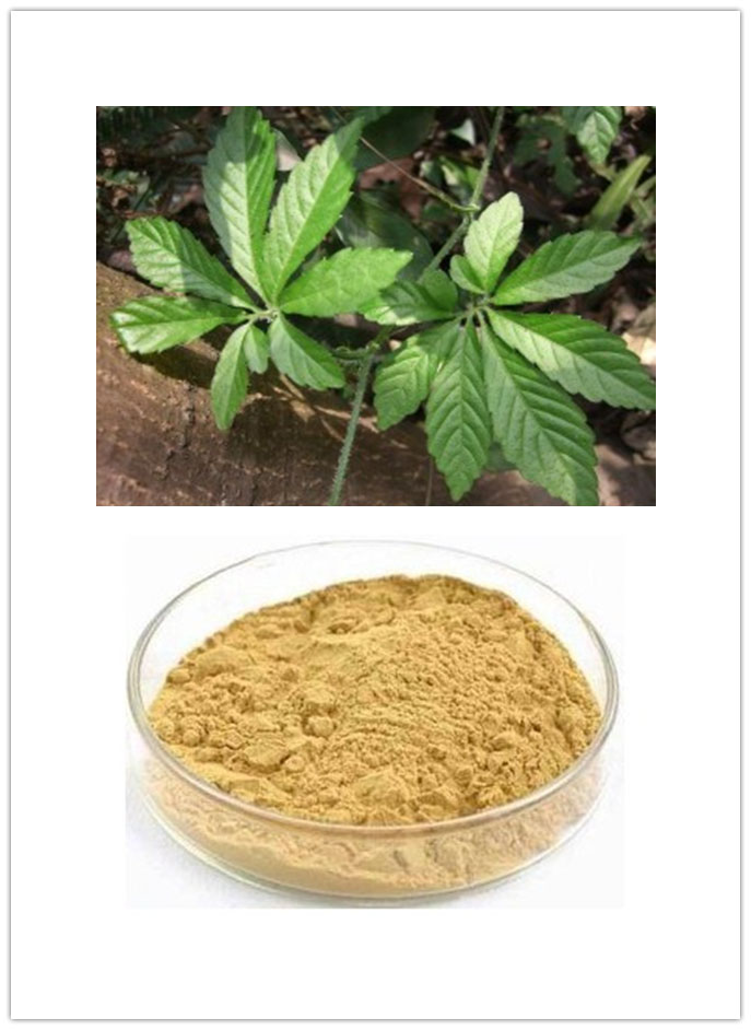 Gynostemma Pentaphyllum Extract Gynostemma Pentaphyllum Extract