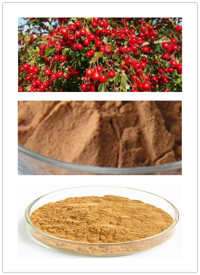 Hawthorn Fruit Extract Hawthorn Fruit Extract