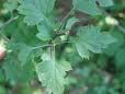 Hawthorn Leaf Extract Hawthorn Leaf Extract