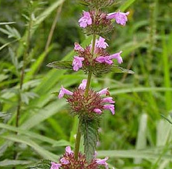 Herba Clinopodii Extract Herba Clinopodii Extract
