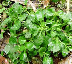 Herba Houttuyniae Extract