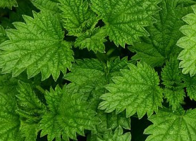 Herba Menthae Extract Herba Menthae Extract