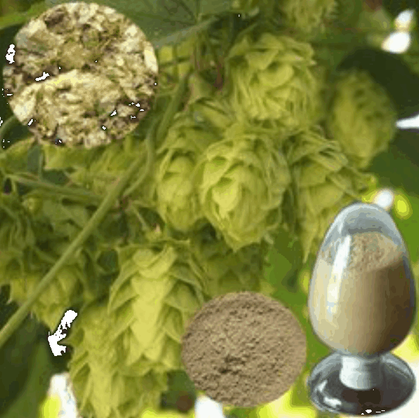 Hops Extract Hops Extract