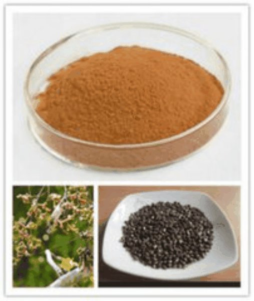 Hovenia Dulcis Thunb extract Hovenia Dulcis Thunb extract