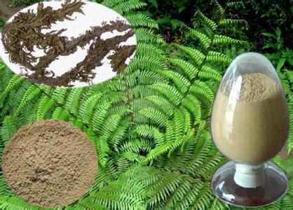 Huperizine Serrara Extract Huperizine Serrara Extract