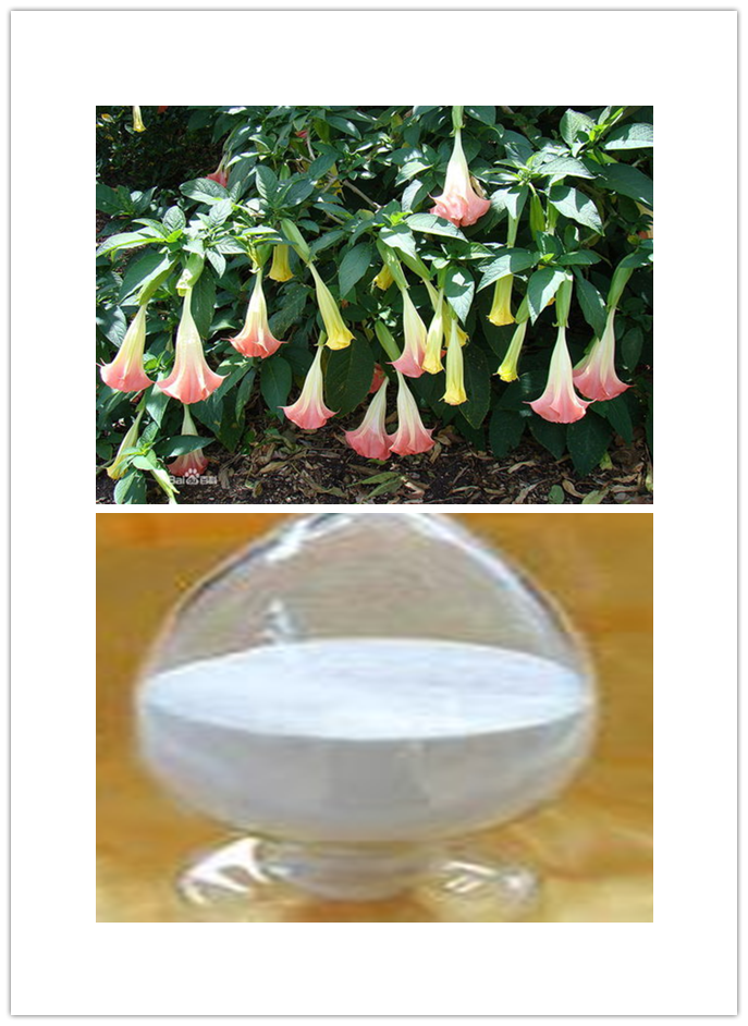 Hyoscyamine Hyoscyamine