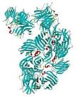 Invertase Invertase