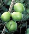 Irvingia gabonensis Irvingia gabonensis