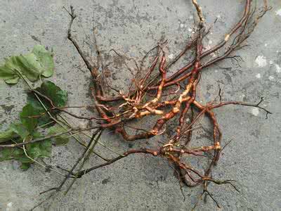 Japanese Ampelopsis Root Extract Japanese Ampelopsis Root Extract