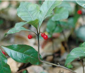 Japanese Ardisia Herb Extract Japanese Ardisia Herb Extract