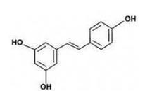 Japanese knotweed extract Japanese knotweed extract