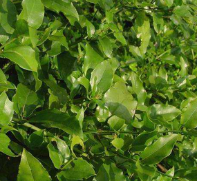 Jasminum Amplexicaule Extract Jasminum Amplexicaule Extract