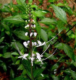 Java Tea Extract Java Tea Extract