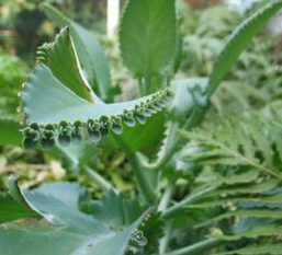 Kalanchoe Pinnata Extract Kalanchoe Pinnata Extract