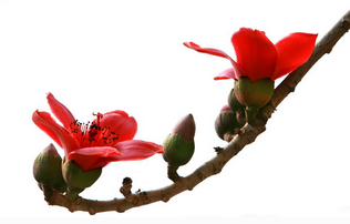 Kapok Flower Extract Kapok Flower Extract