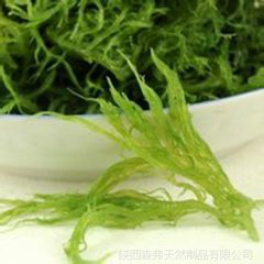 Laminaria Digitata Extract Laminaria Digitata Extract