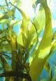 Laminaria Hyperborea Extract Laminaria Hyperborea Extract