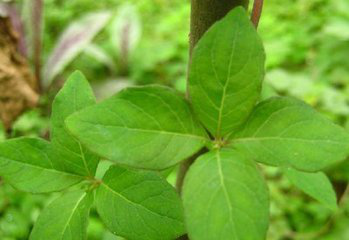 Lance Asiabell Root Extract Lance Asiabell Root Extract