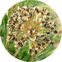 Leek Seed Extract Leek Seed Extract