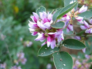 Lespedeza Extract Lespedeza Extract