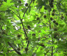 Liquidambar formosana extract Liquidambar formosana extract