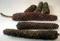 Long pepper fruit Long pepper fruit