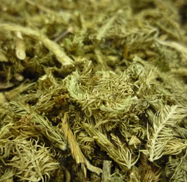 Lycopodium Clavatum Extract Lycopodium Clavatum Extract