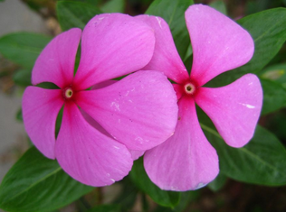 Madagascar Periwinkle Herb Extract Madagascar Periwinkle Herb Extract