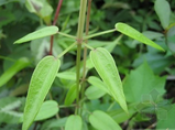 Madder Extract Madder Extract