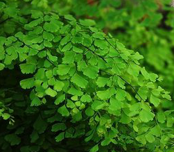 Maidenhair Fern Extract Maidenhair Fern Extract