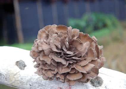 Maiitake Mushroom Extract Maiitake Mushroom Extract
