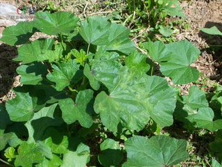 Malva Verticillata Extract Malva Verticillata Extract