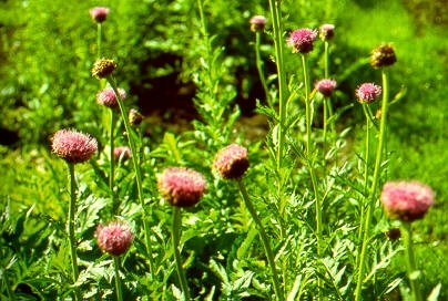 Maral Root Maral Root