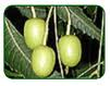 Margosa fruit extract Margosa fruit extract