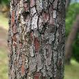 Maritime Pine Bark Extract Maritime Pine Bark Extract
