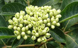 Medicinal Evodia Fruit Extract Medicinal Evodia Fruit Extract