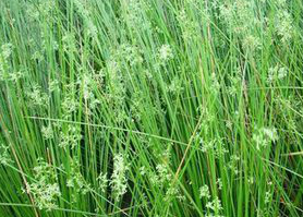 Medulla Junci Extract Medulla Junci Extract