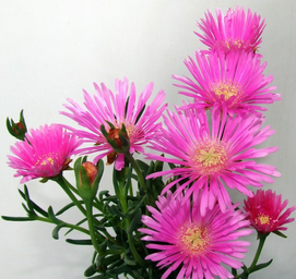 Mesembrianthemum Extract Mesembrianthemum Extract