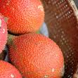 Momordica cochinchinensis seed Extract Momordica cochinchinensis seed Extract